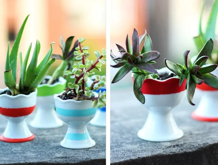 egg-cup-succulents