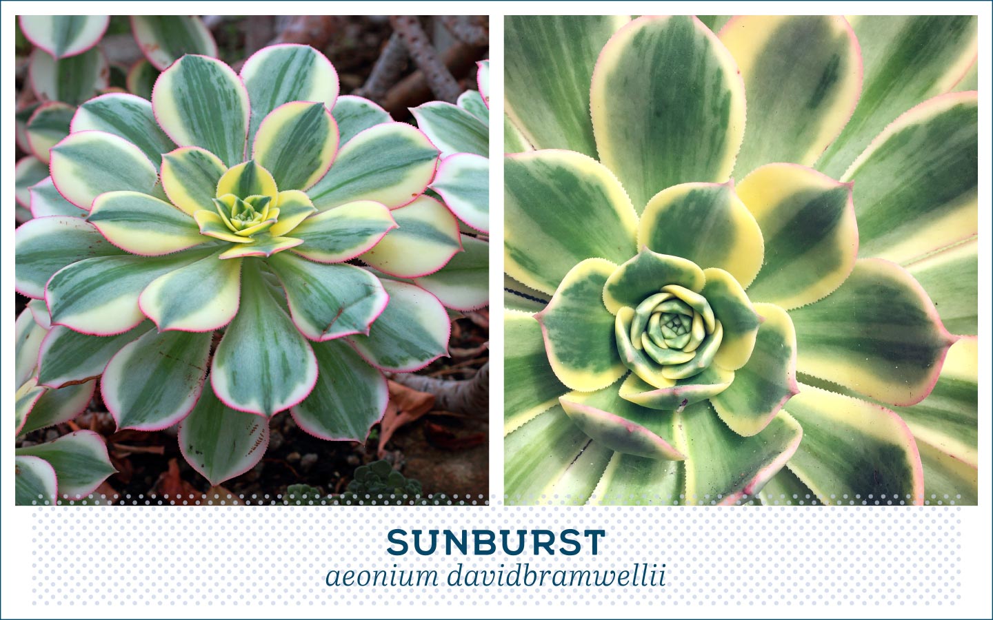 types of succulents