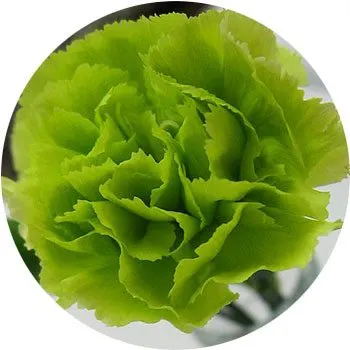 green-dianthus-caryophyllus