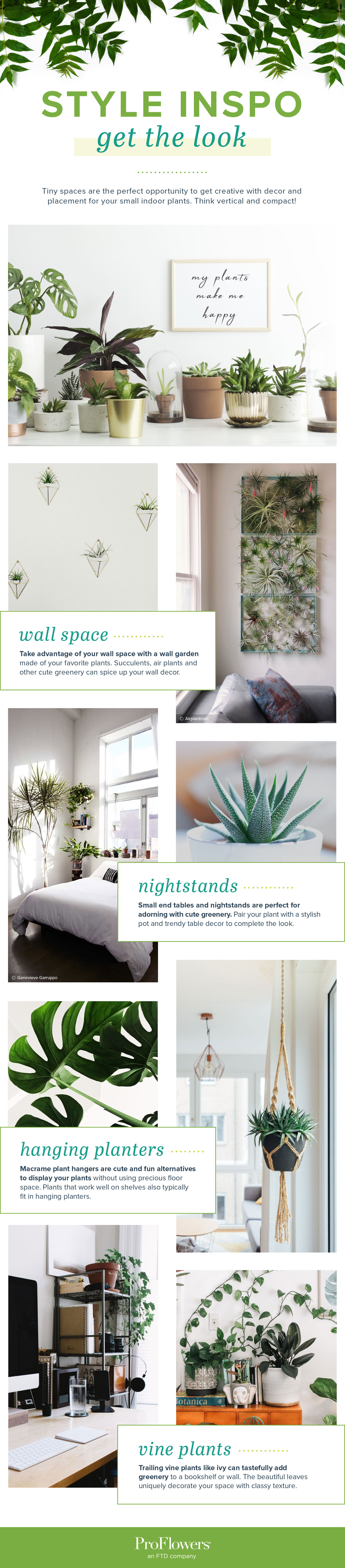 21 Small Indoor Plants for Apartment Living | ProFlowers