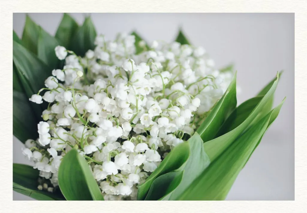 6 Apology Flowers + the Meaning Behind the Bloom FTD