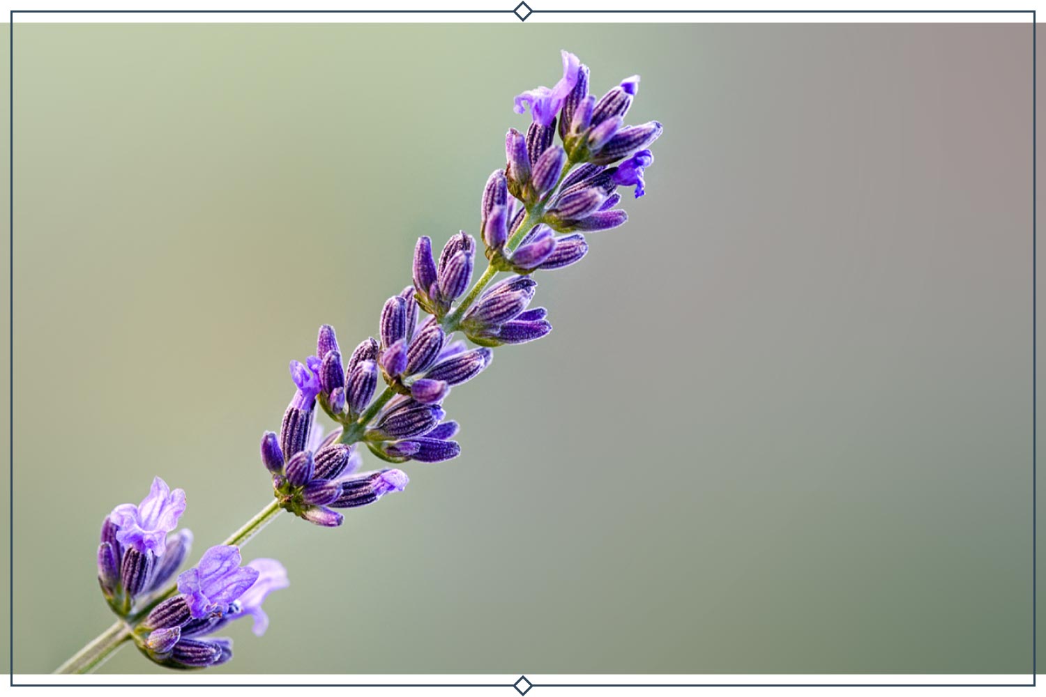 impress purple lavender type