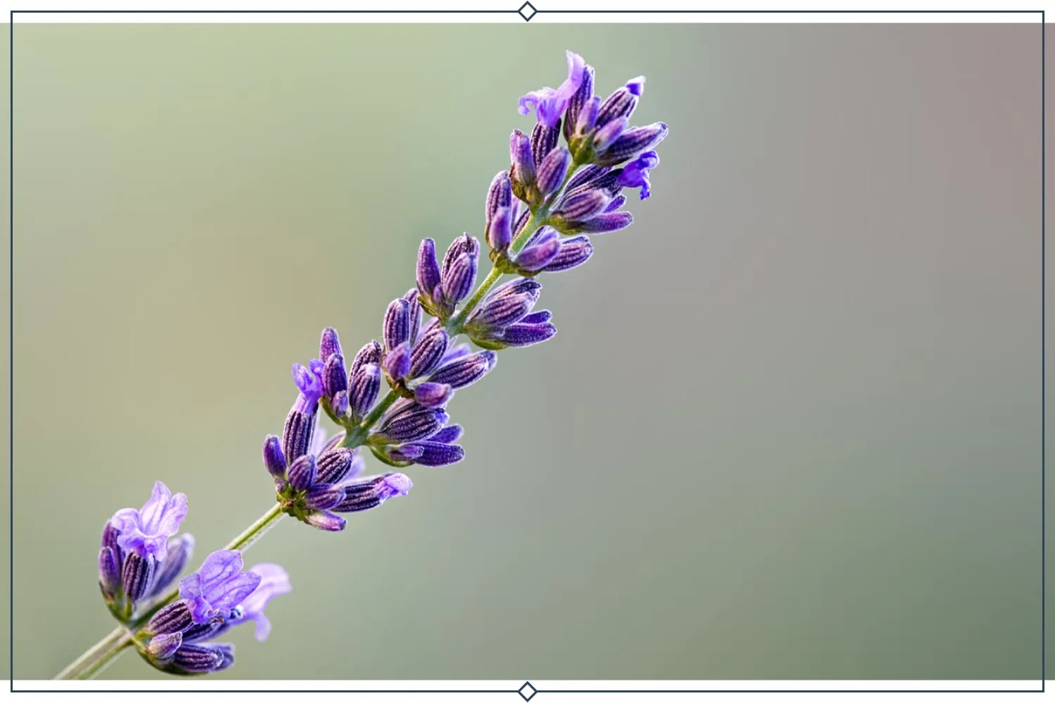 8-impress-purple-lavender