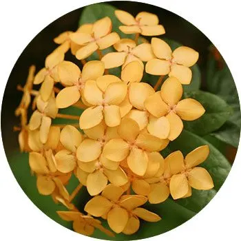 yellow-geranium