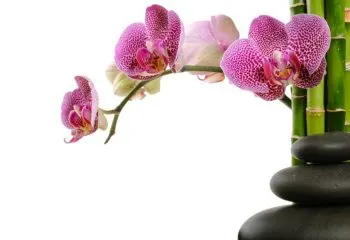 pink-orchid-thumbnew