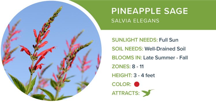 pineapple sage best perennial