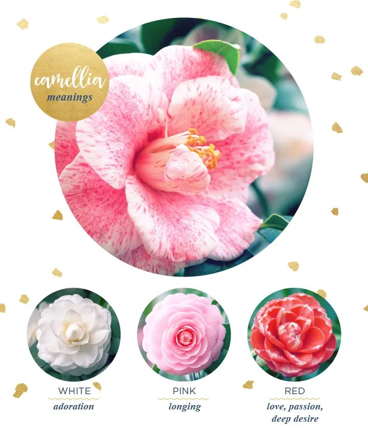 flower-meanings-camellia2