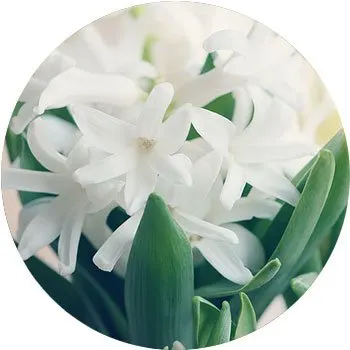 white-hyacinthus