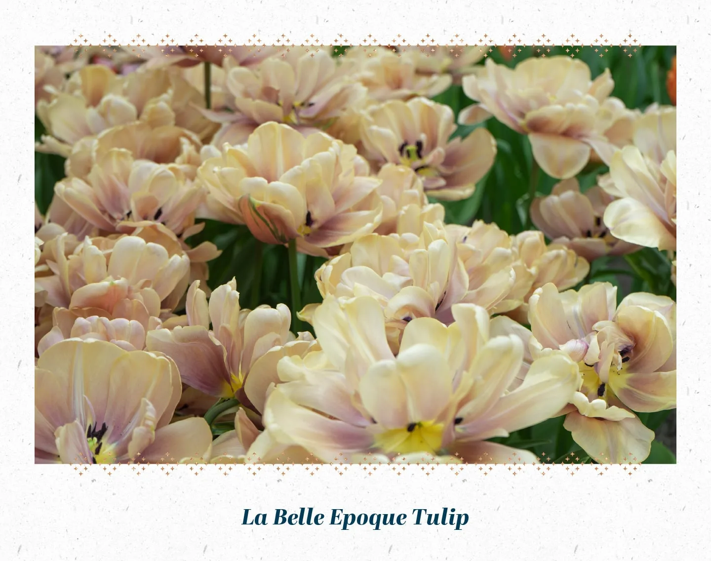la-belle-epoque-tulip-min