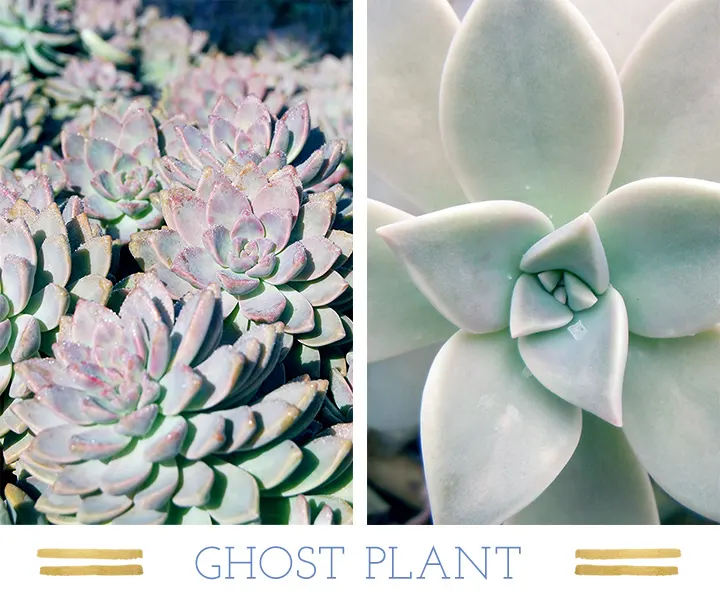 127 Stunning Desert Plants