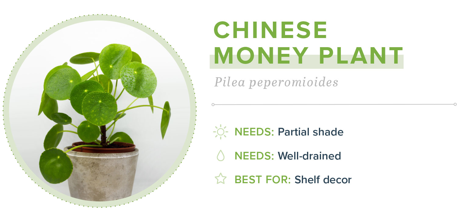 small indoor plants chinese money plant