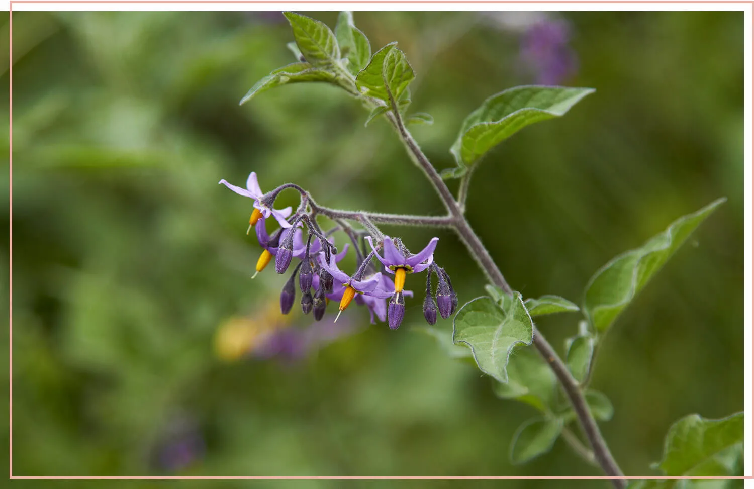 flowering-weeds-and-unexpected-beauty-1-beladonna-flower