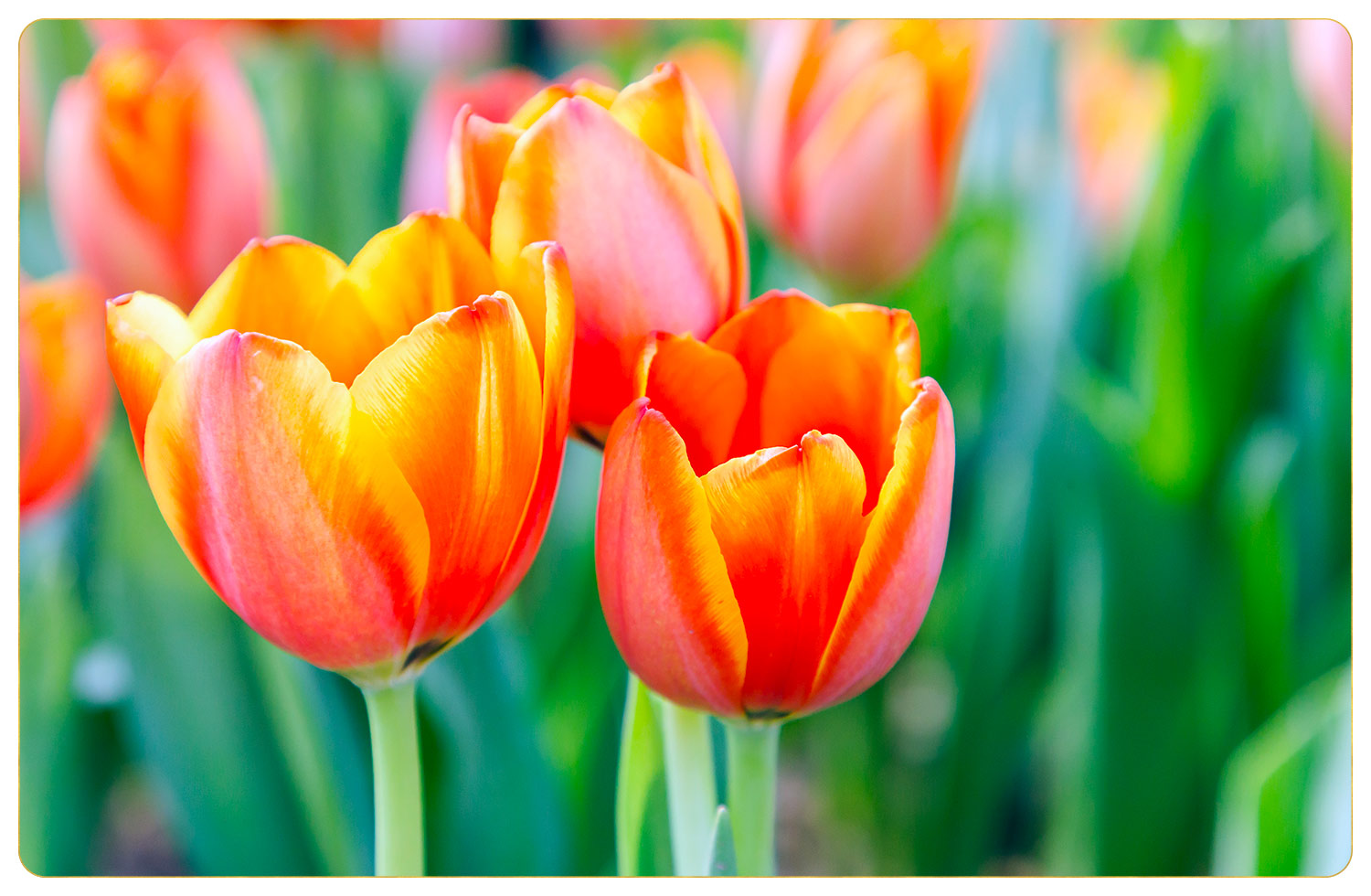 What Colors Do Tulips Come In? - ProFlowers Blog