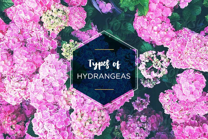 Types Of Hydrangeas: A Visual Guide - FTD.com