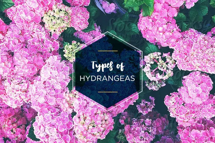 Types of Hydrangeas: A Visual Guide