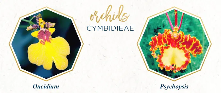 cymbidieae