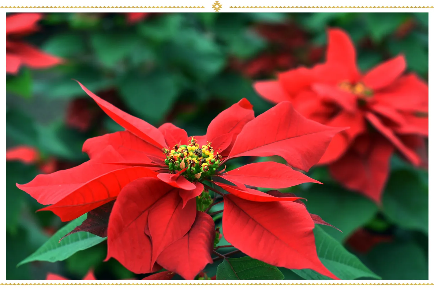 mexican-flowers-poinsettia