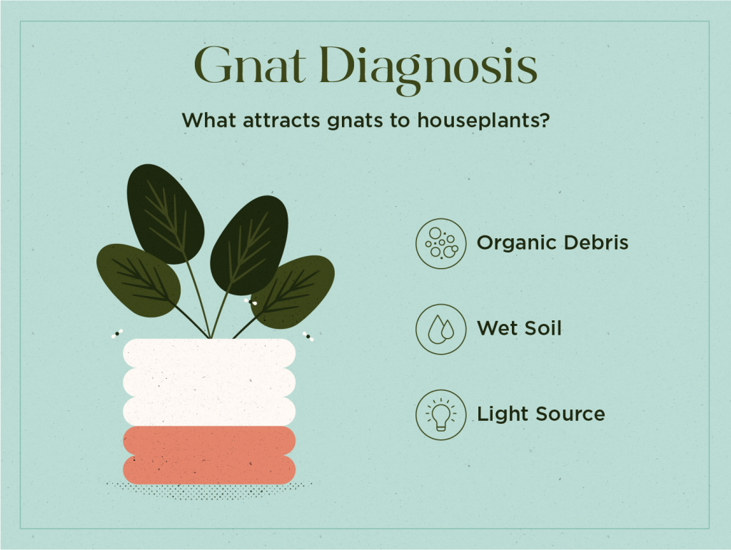 How to Get Rid of Gnats in Plants  Plantas domésticas interiores, Cultivo  de hortalizas, Plantas