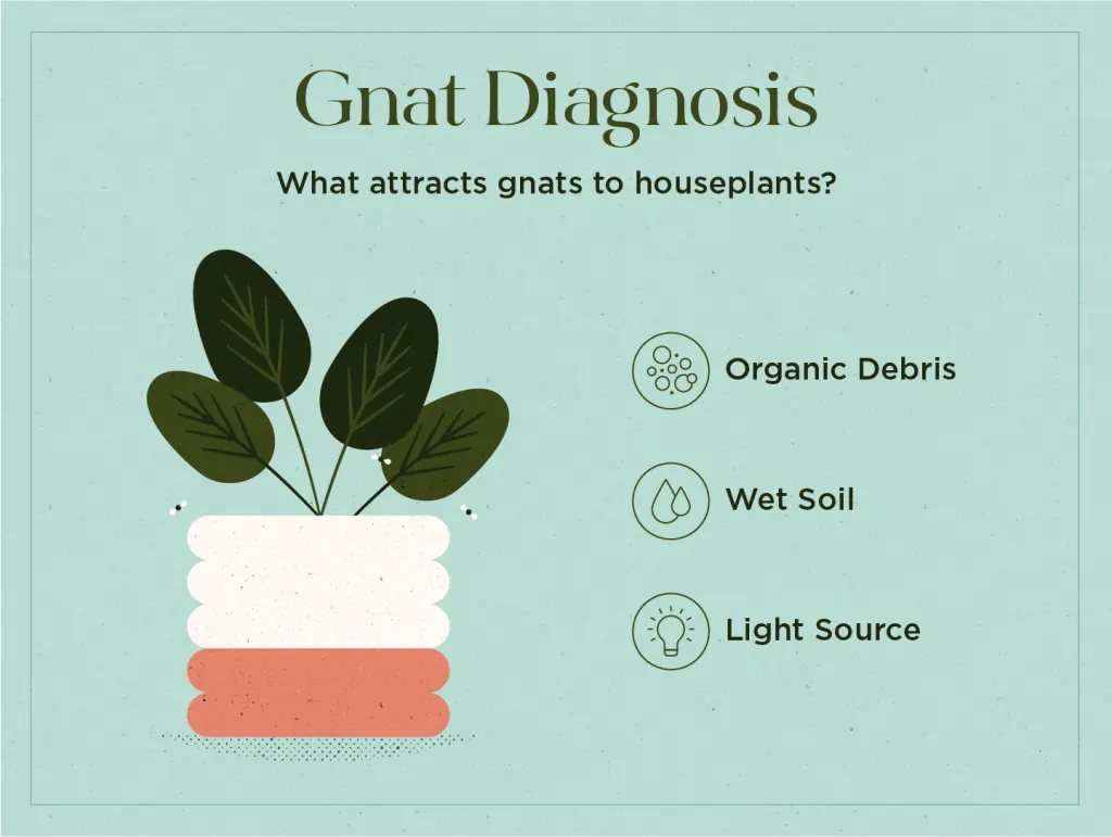 How To Get Rid Of Gnats in Plants: Causes, Treatment and Prevention