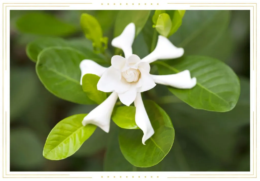 Gardenia Care Guide: Growing Tips + Info