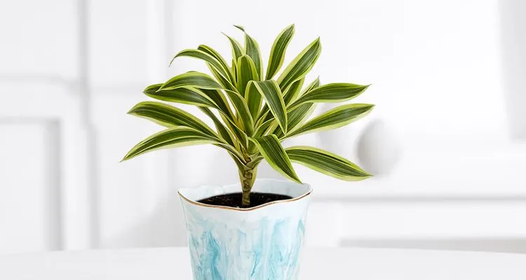 dracaena-care-guide-1