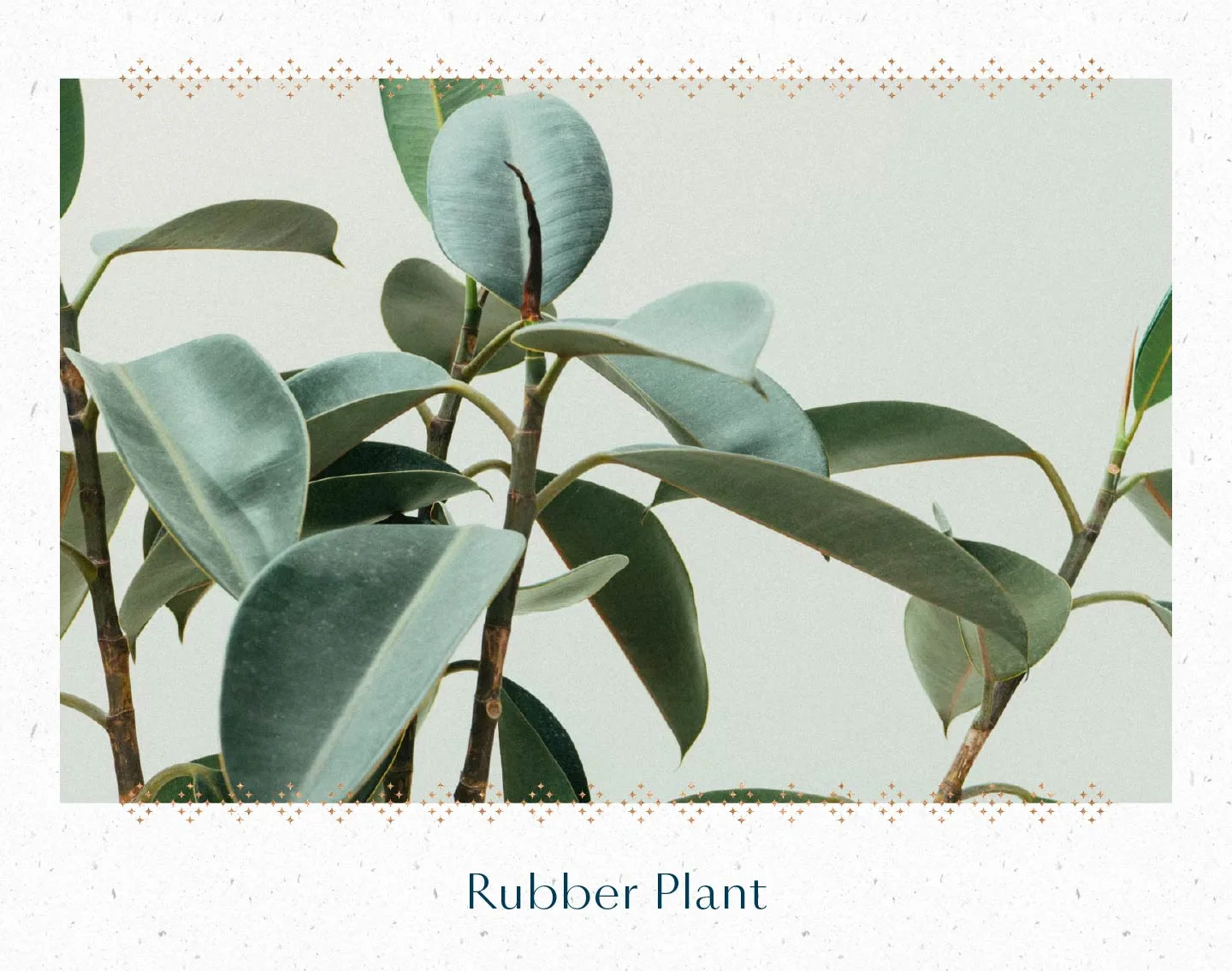 rubber-plant