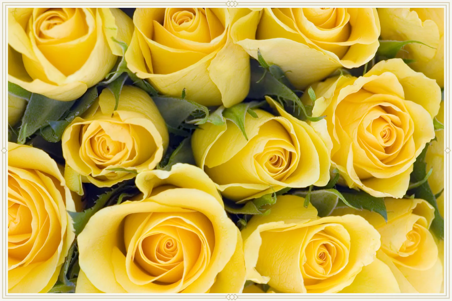 4-yellow-roses