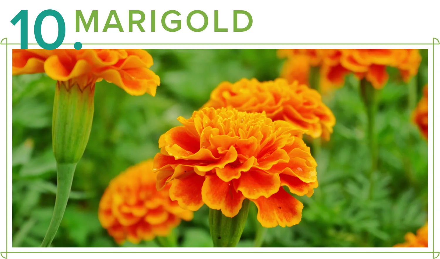 medicinal-plants-10-marigold