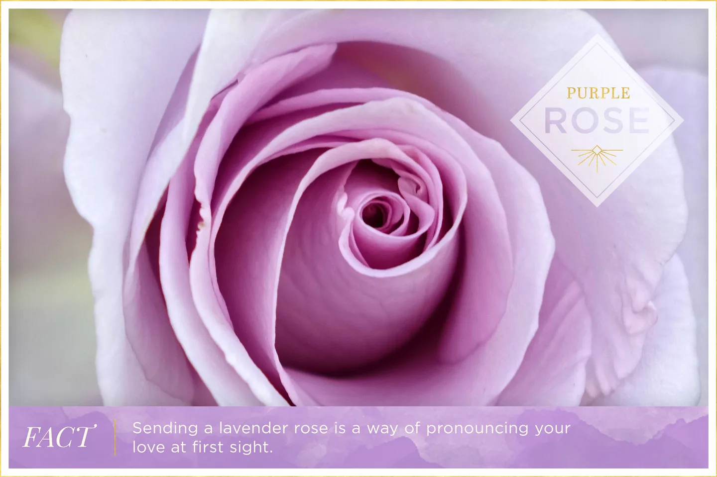 purple-rose-meaning