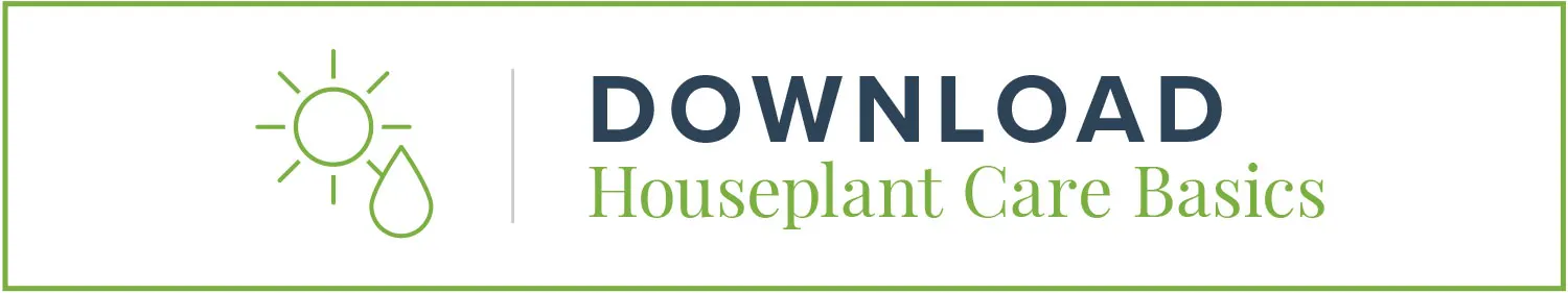 house-plant-care-basics-button-1