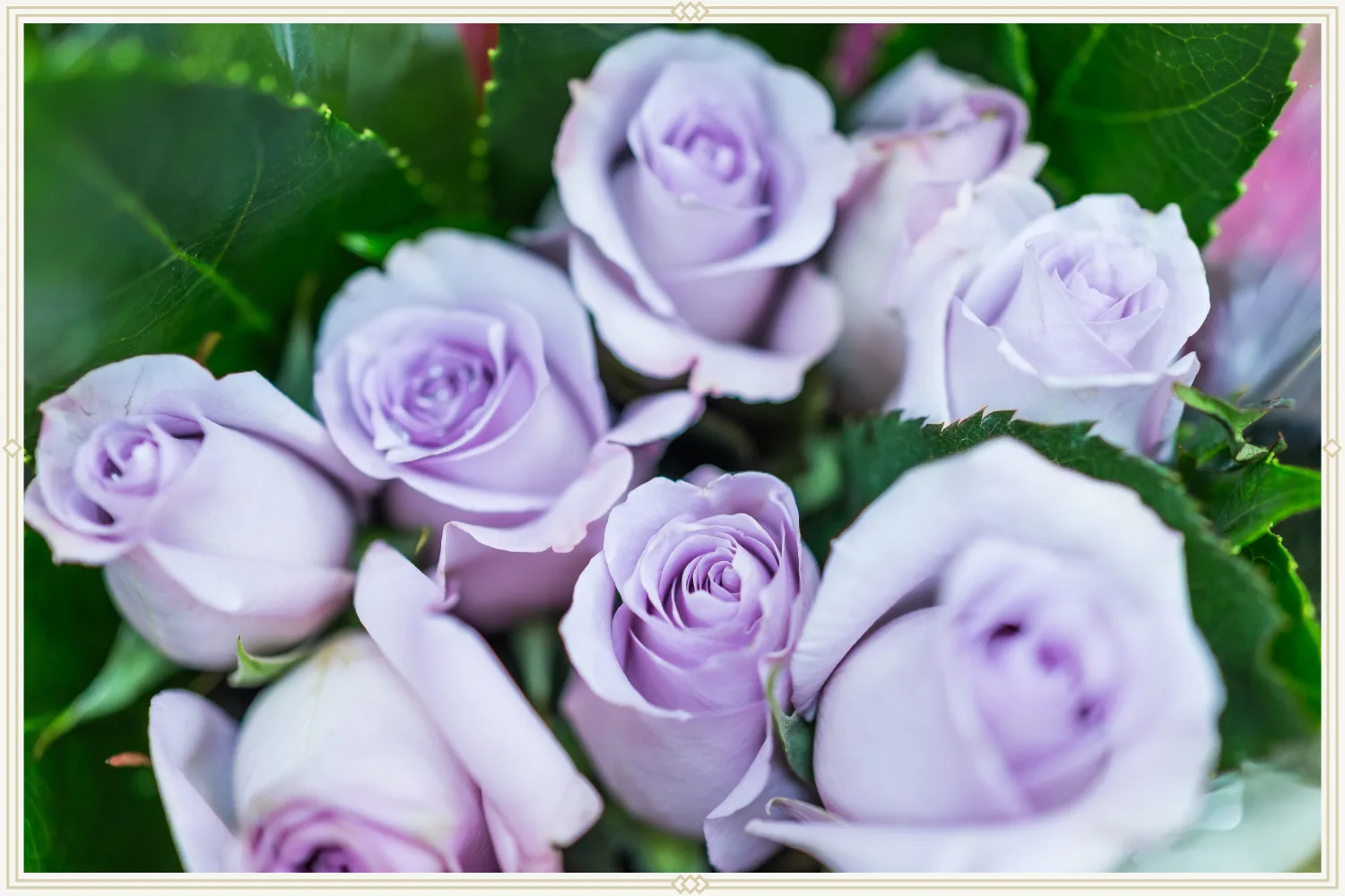 9-lavender-roses