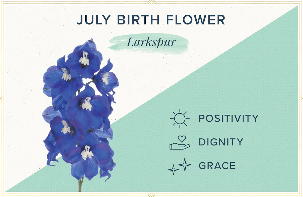 July Birth Flower + More: Larkspur | ProFlowers