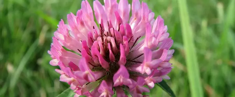 Vermont State Flower - The Red Clover
