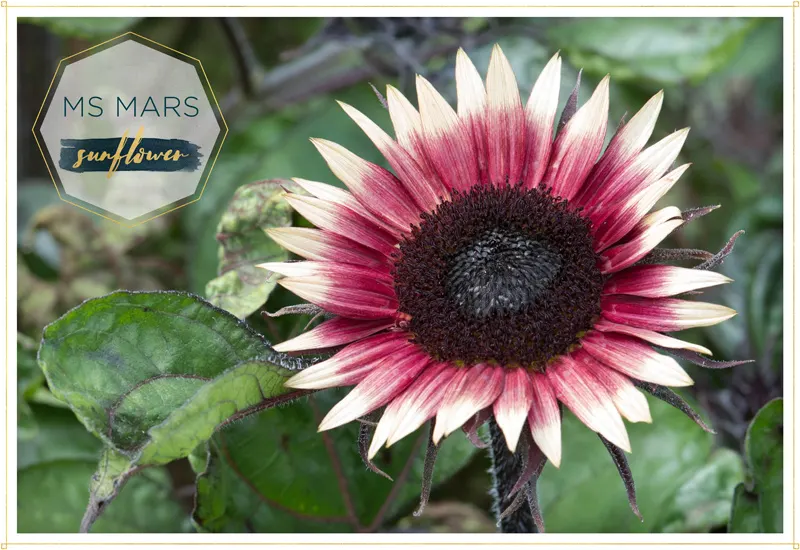 sunflower-ms-mars