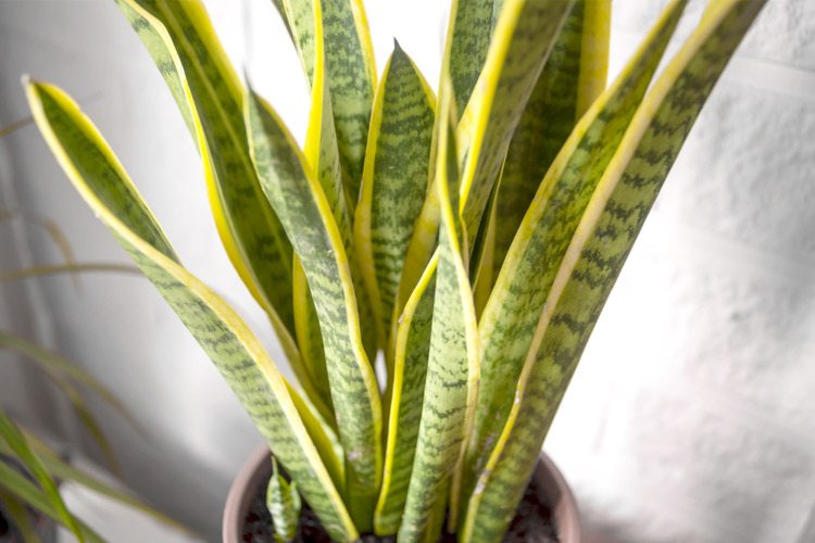 snake plant care guide growing information and tips proflowers