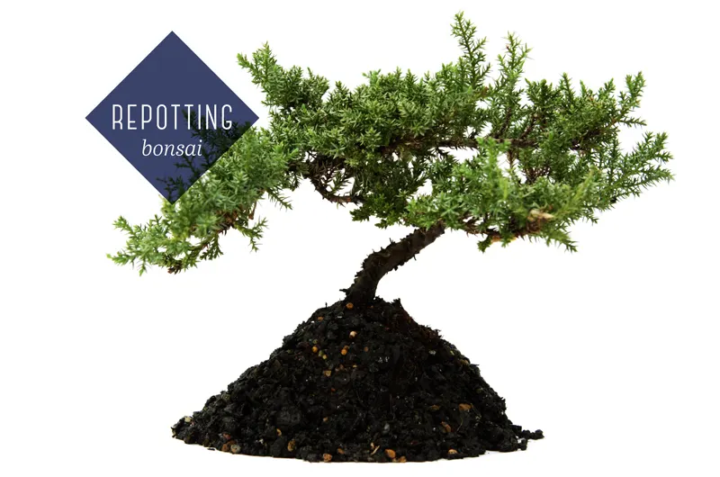 repotting-bonsai