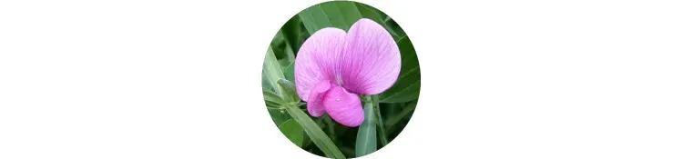 purple-lathyrus-odoratus