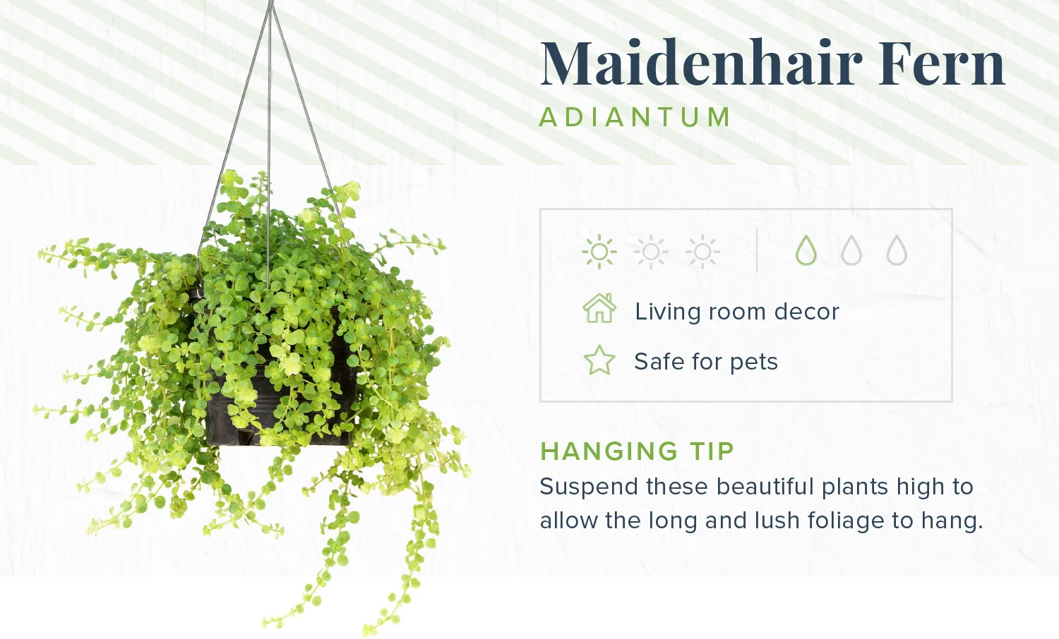 hanging-plants-maidenhair