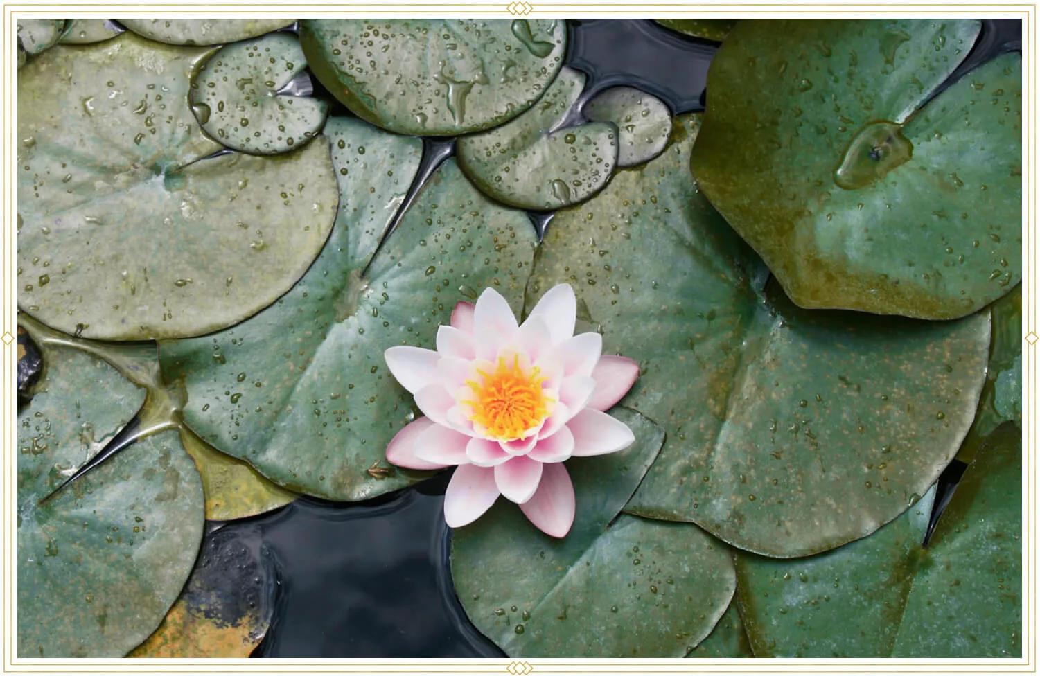 cancer-birth-flower-water-lily