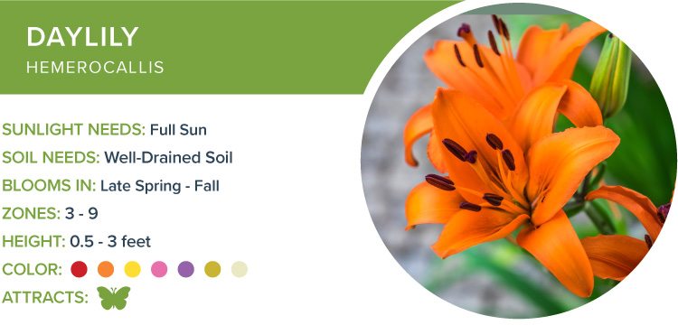 daylily best perennials for sun