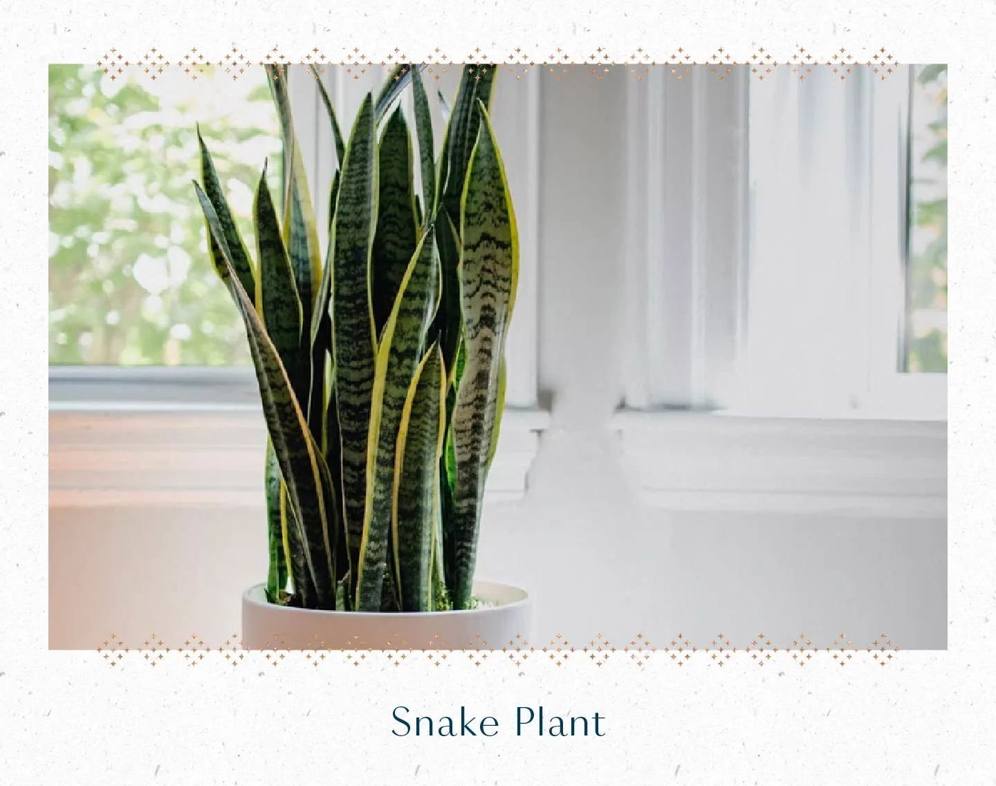 snake-plant
