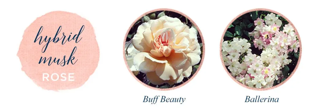 Types of Roses: A Visual Compendium