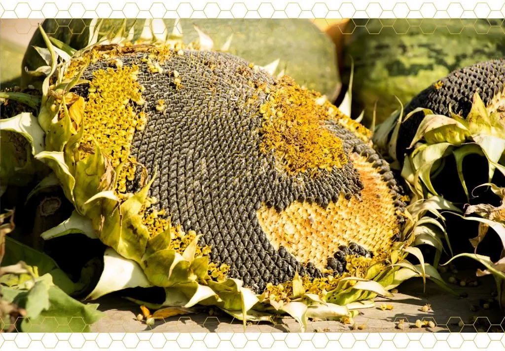 sunflower-care-guide-harvesting-1024x711