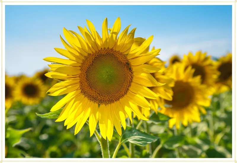 Types of Sunflowers