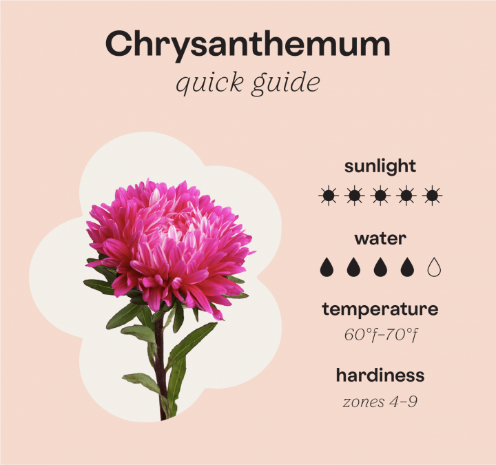 Chrysanthemum Care Guide: Tips and Advice FTD