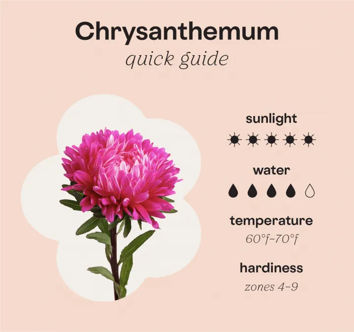 Chrysanthemum-care-guide-V2-720x675