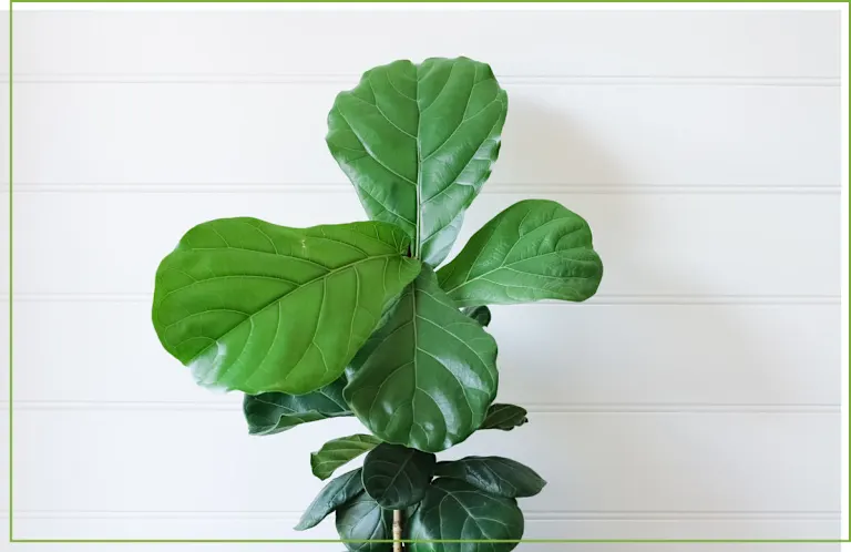 Fiddle Leaf Fig Care Guide: Growing Information and Tips | ProFlowers