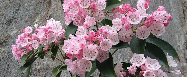 Pennsylvania State Flower – The Mountain Laurel