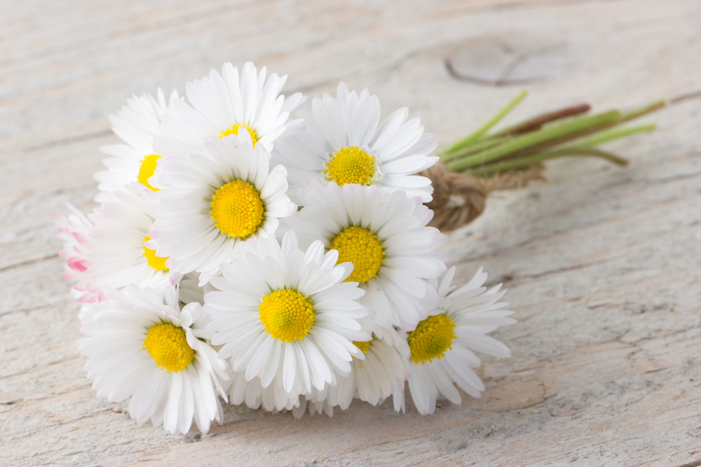 National Daisy Day (January 28th)