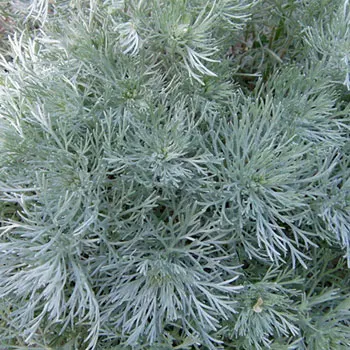 artemisia-schmidtiana-parc-de-bercy